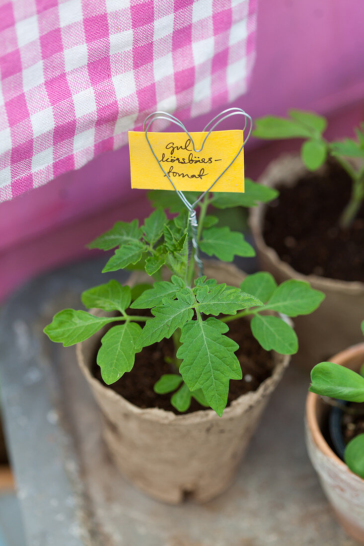 Aus Draht gebogener Pflanzenstecker in Herzform in einer Tomatenpflanze
