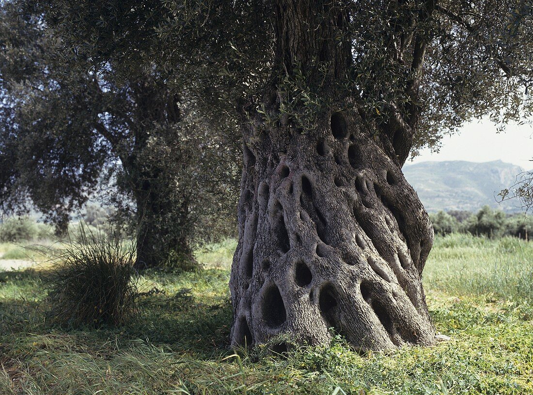 Alter Olivenbaum auf der Insel Kreta (Griechenland)