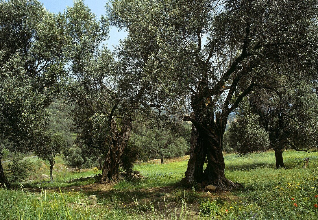 An Olive Grove in Greece