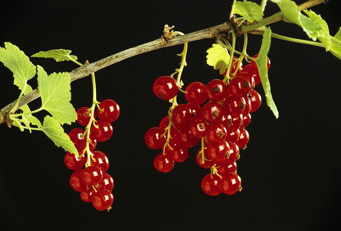 Red Currants on a Branch