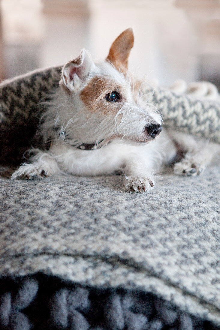 Dog lying on blanket