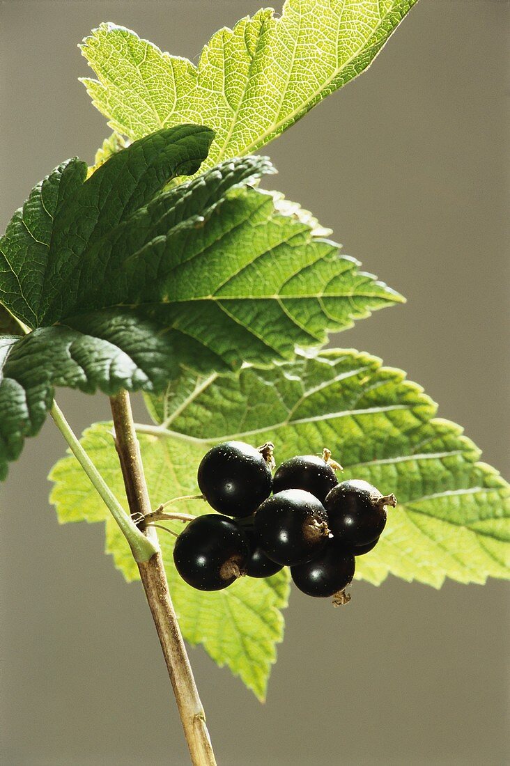 Schwarze Johannisbeeren am Zweig