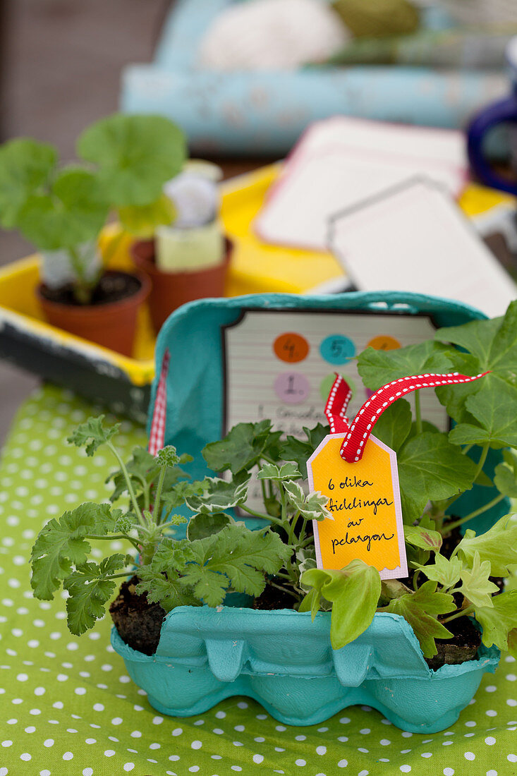 Seedlings of various plants in egg box as gift