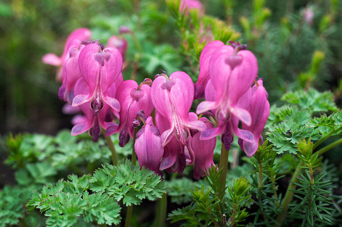 Pink heart flowers (Dicentra), Rokujo group 'King of Hearts'.