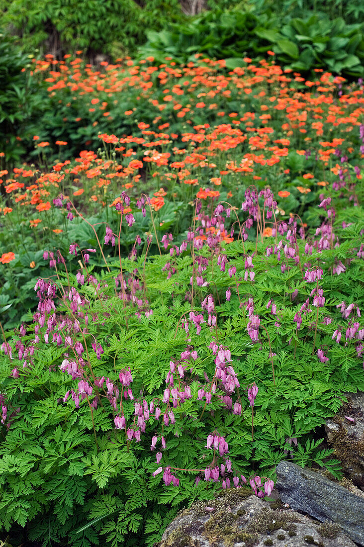 American heartflower (Dicentra formosa) and carnation root (Geum coccineum) 'Borisii'