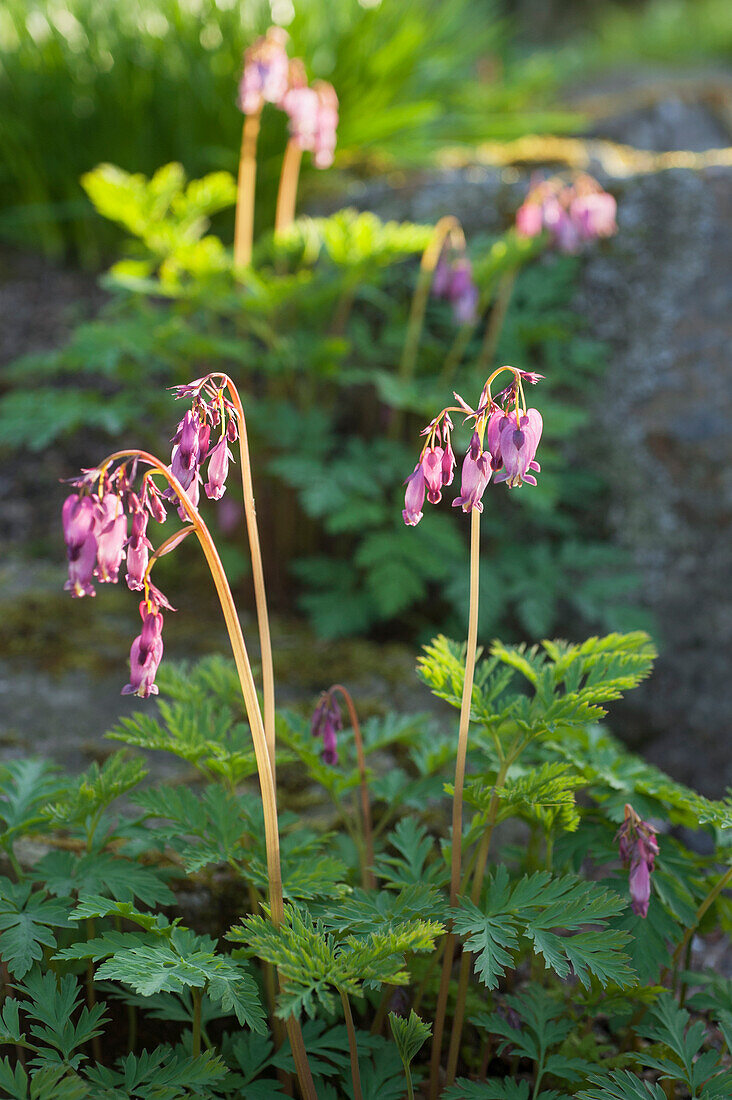 American heart flower (Dicentra formosa), pink flowering in the garden