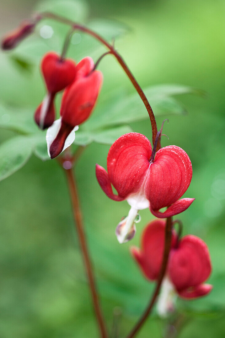 Red flowering Weeping Heart (Lamprocapnos spectabilis) 'Valentine'.