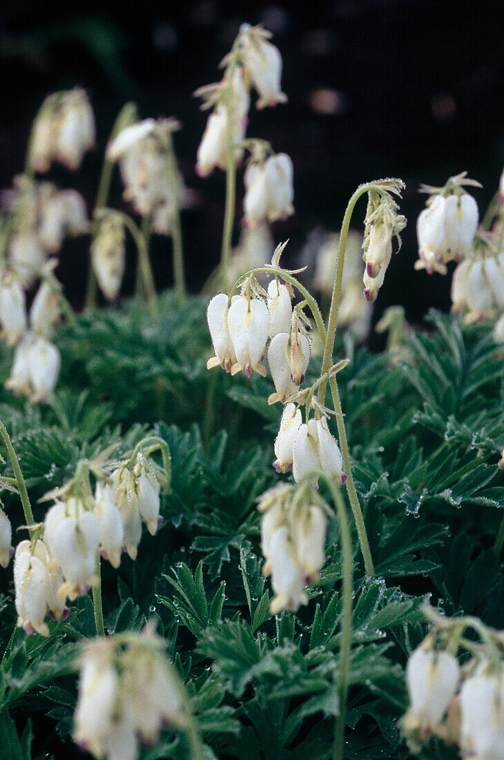 American heart flower or Pacific heart flower (Dicentra formosa) - 'Aurora'.