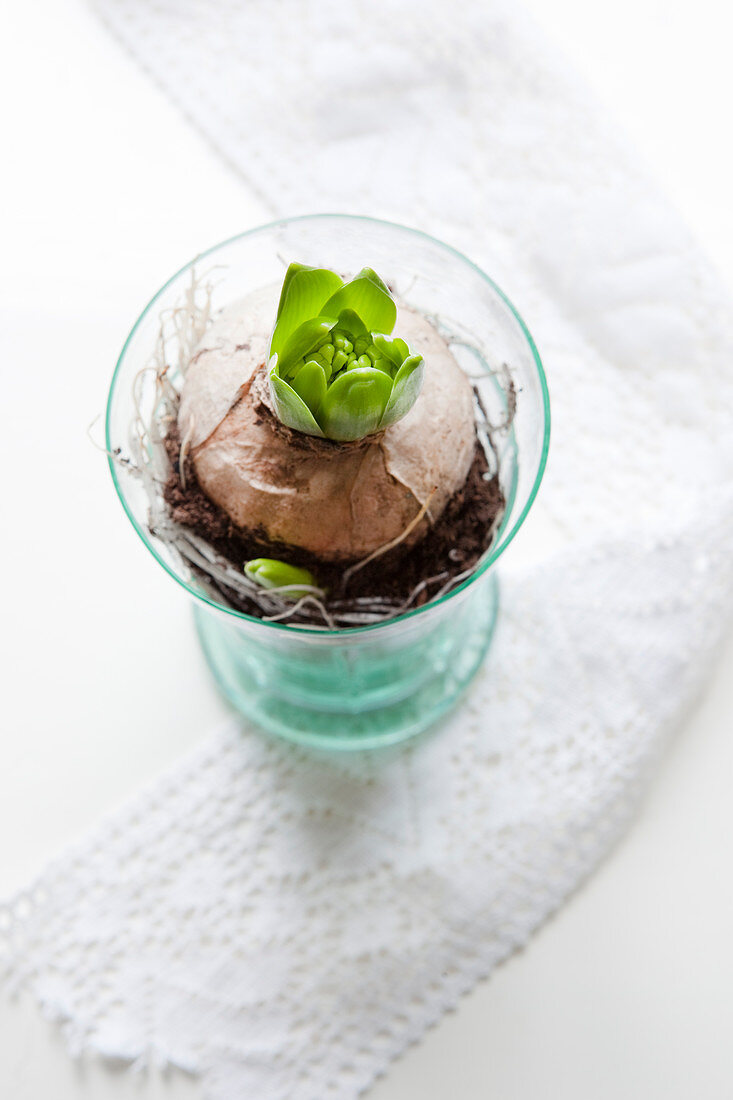 Sprouting hyacinth bulb in glass vase