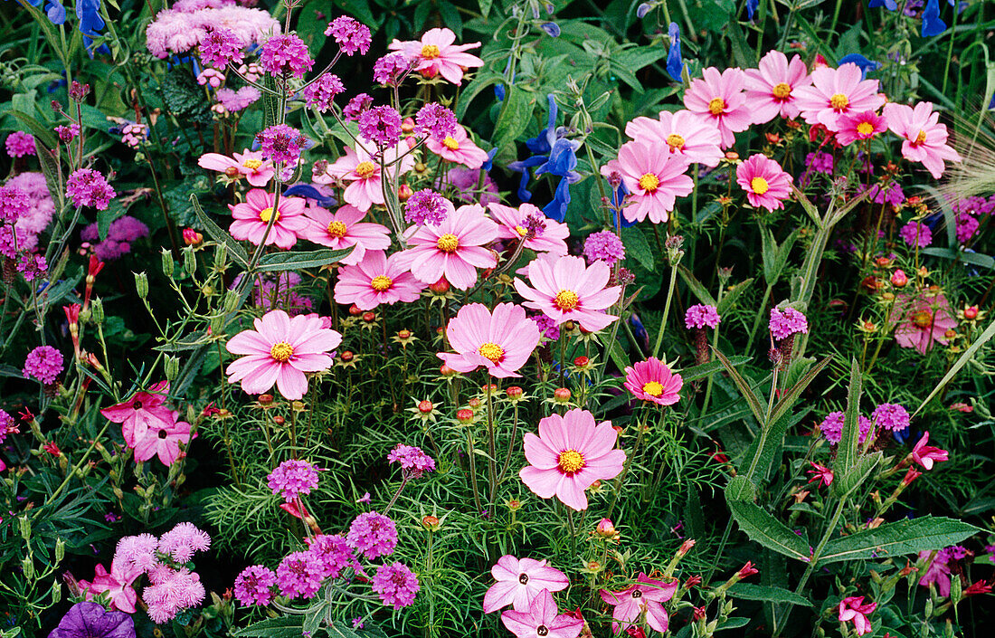 Rosafarbene Schmuckkörbchen (Cosmea) im Garten