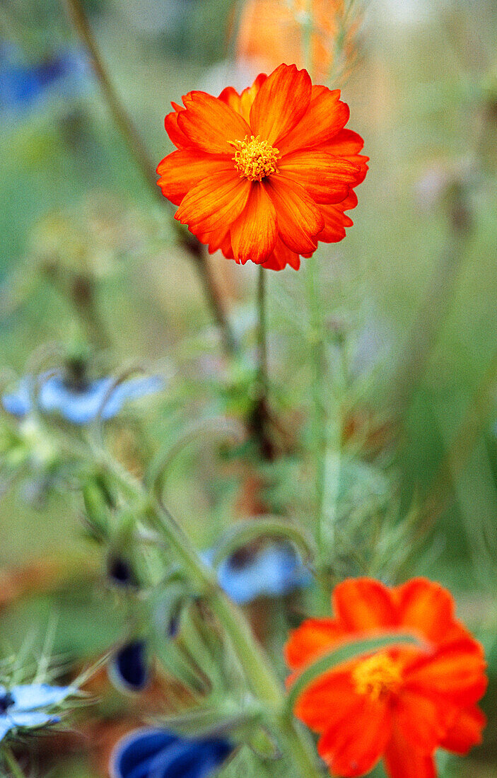 Orangegelbe Schmuckkörbchen (Cosmos sulphureus), Portrait 'Sunny Orange'
