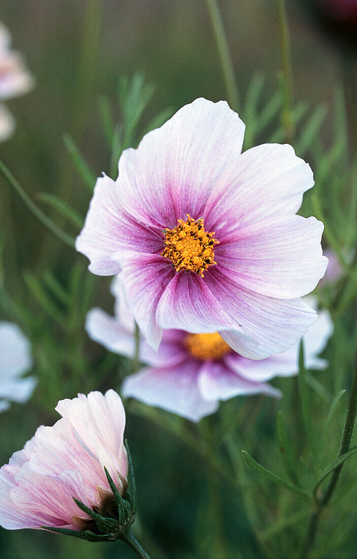 Light pink ornamental basket (Cosmea), portrait