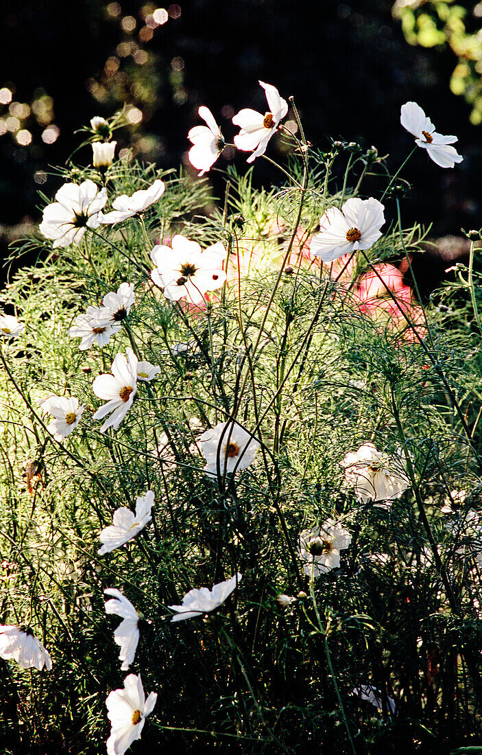 White ornamental basket (Cosmea) in the garden