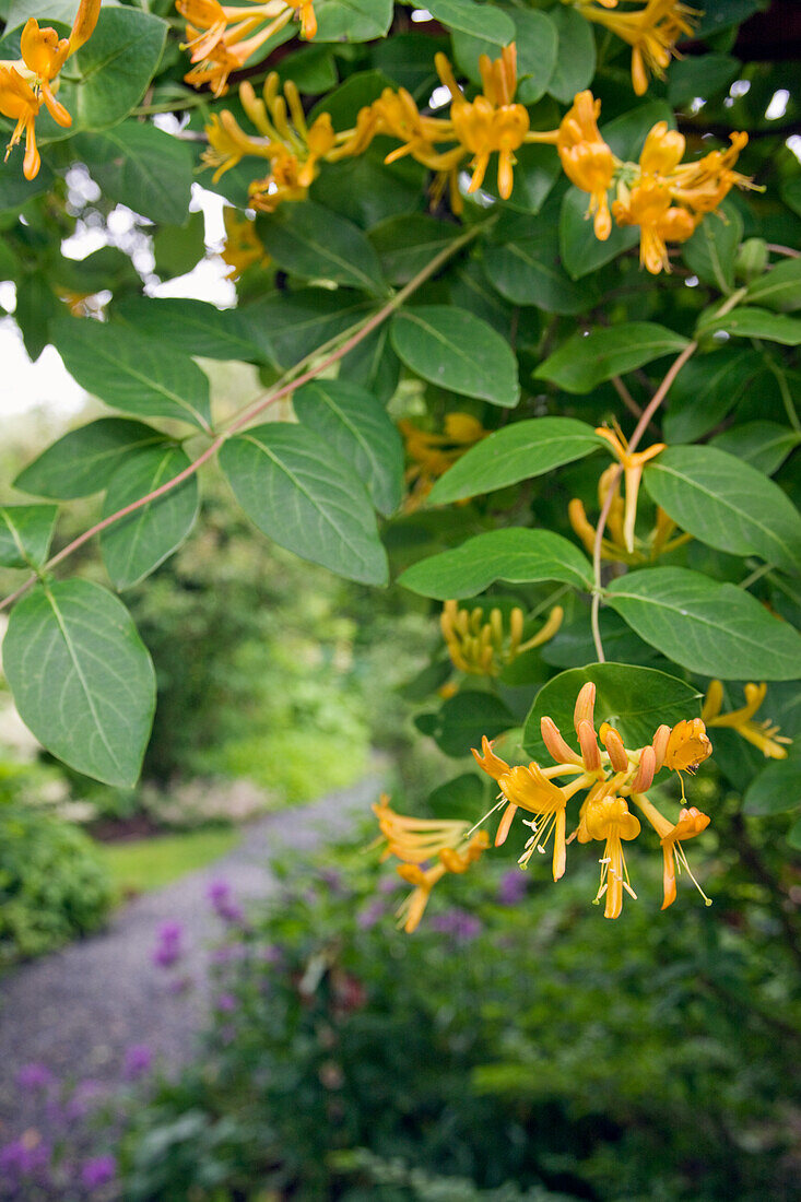 Flowering garden honeysuckle (Lonicera caprifolium)