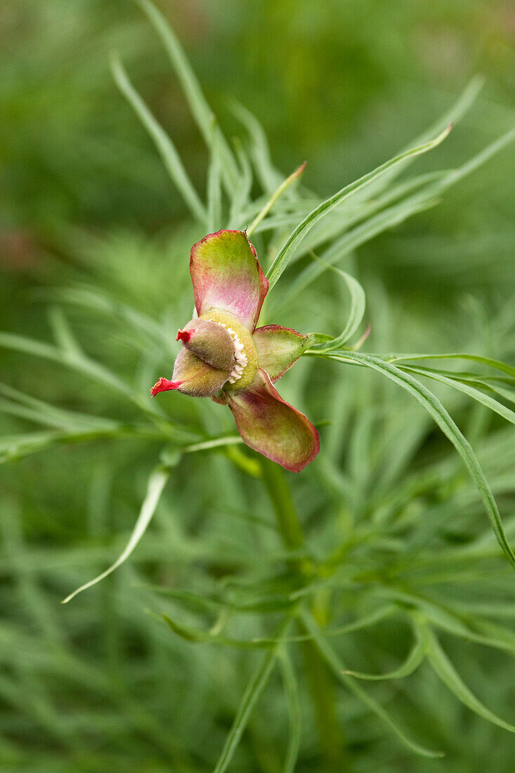 Seed head of an Asian peony (Paeonia anomala), detail