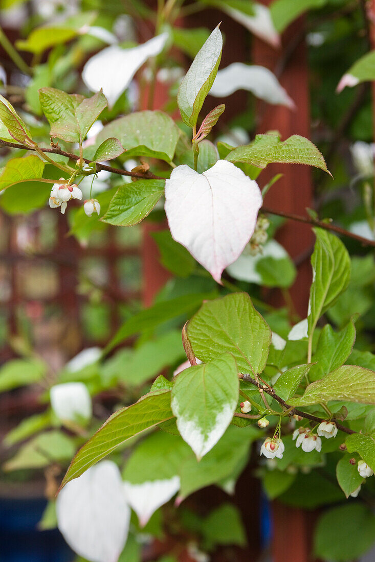 Chinesischen Stachelbeere (Actinidia deliciosa), Kolomikta