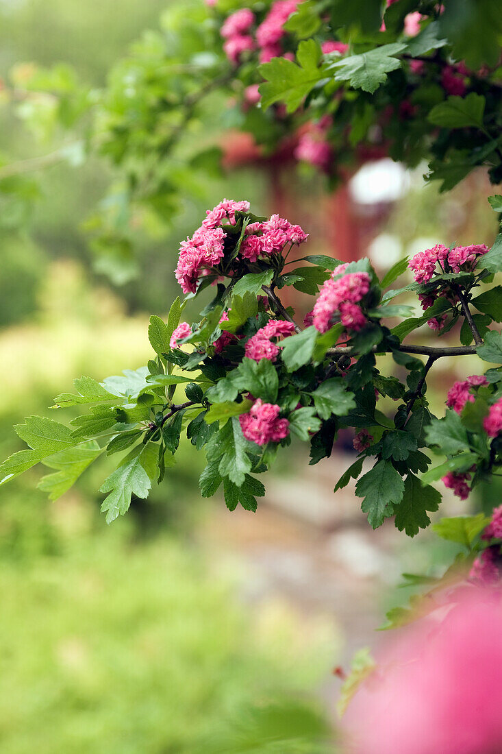 Rot blühender Weißdorn (Crataegus laevigata)