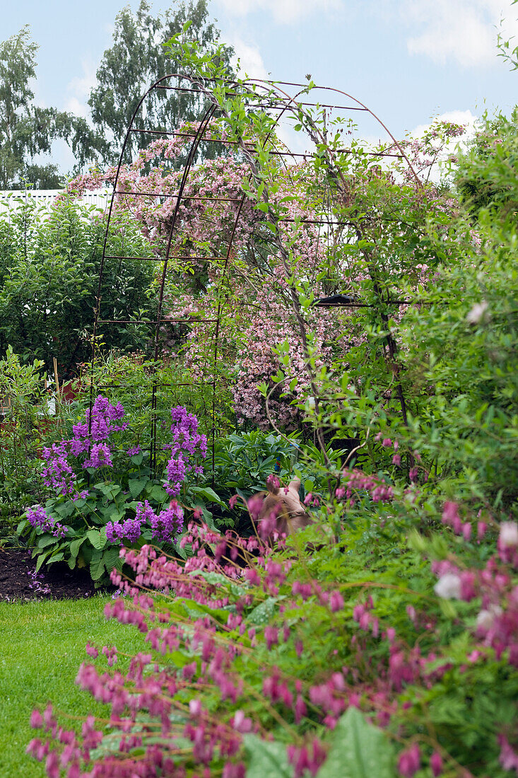 Iron trellis as a climbing frame in the garden