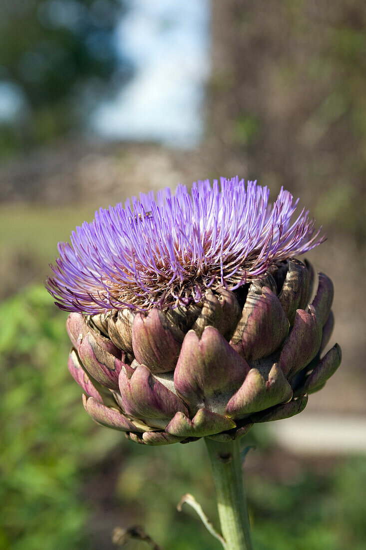 Flowering artichoke (Cynara)