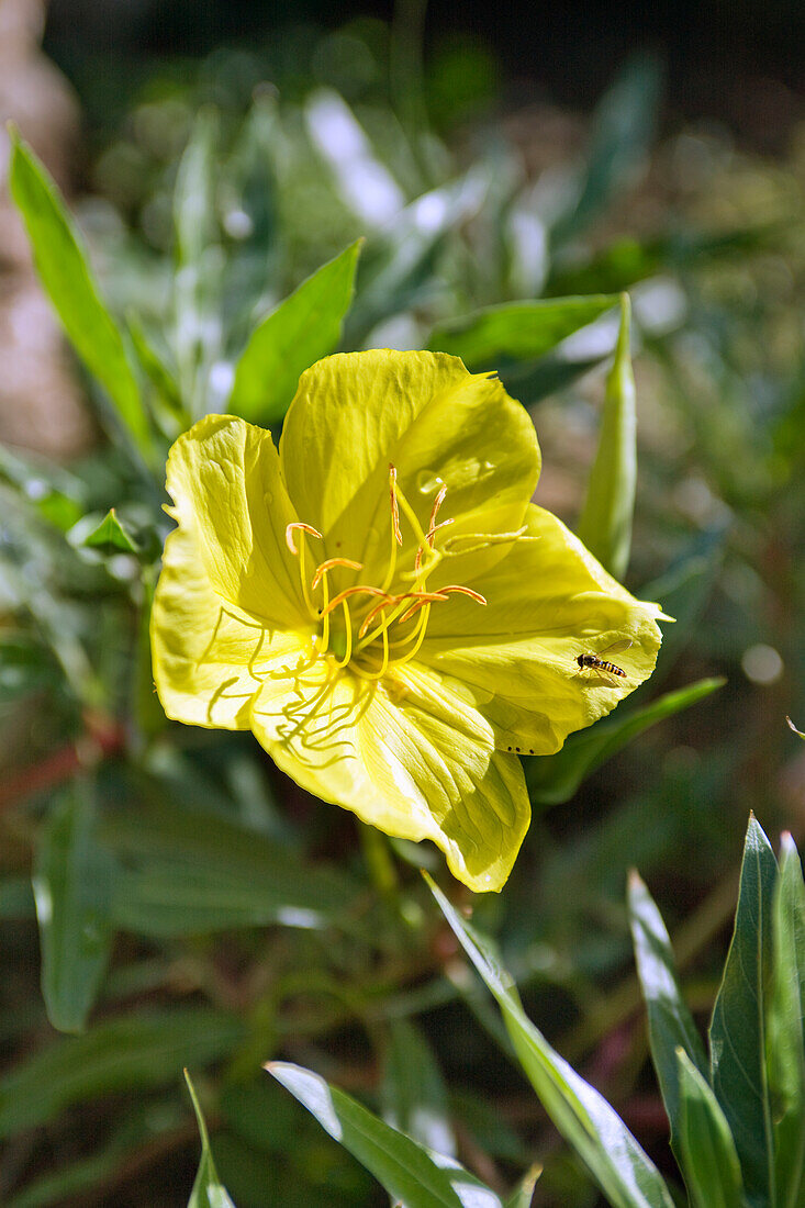 Großblütige Nachtkerze (Oenothera)