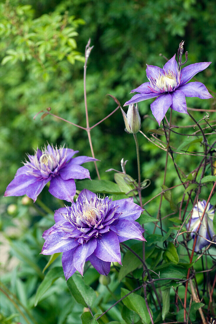 Clematis 'Multi Blue