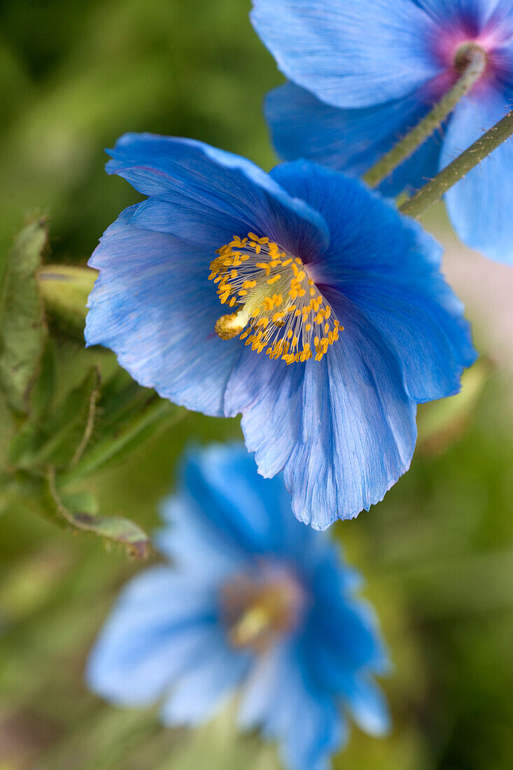 Light blue flowering Tibetan poppy (Meconopsis Betonicifolia)