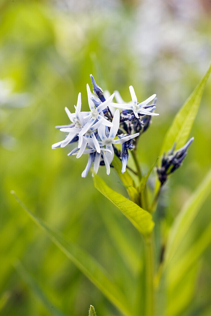 Bluestar (Amsonia tabernaemontana)