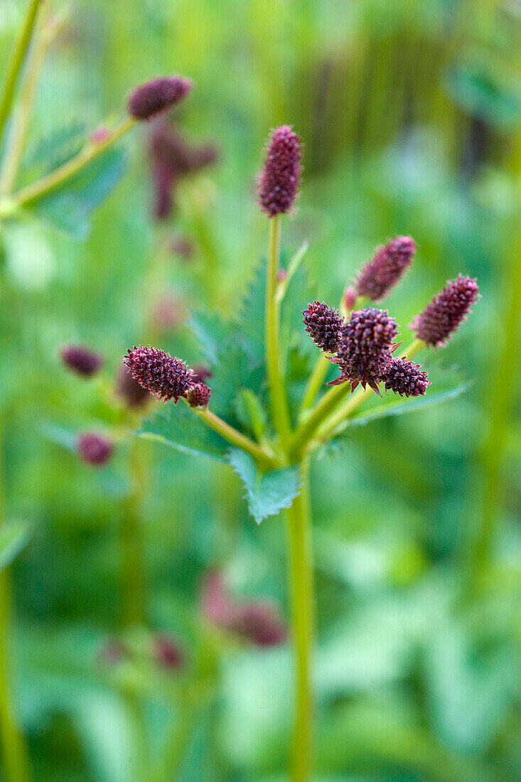 Large meadow-head (Sanguisorba officinalis)