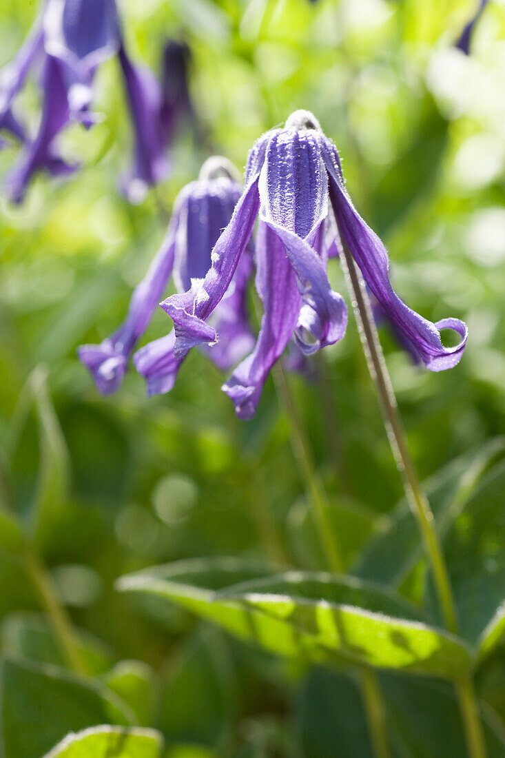 Ganzblatt-Waldrebe (Clematis Integrifolia)