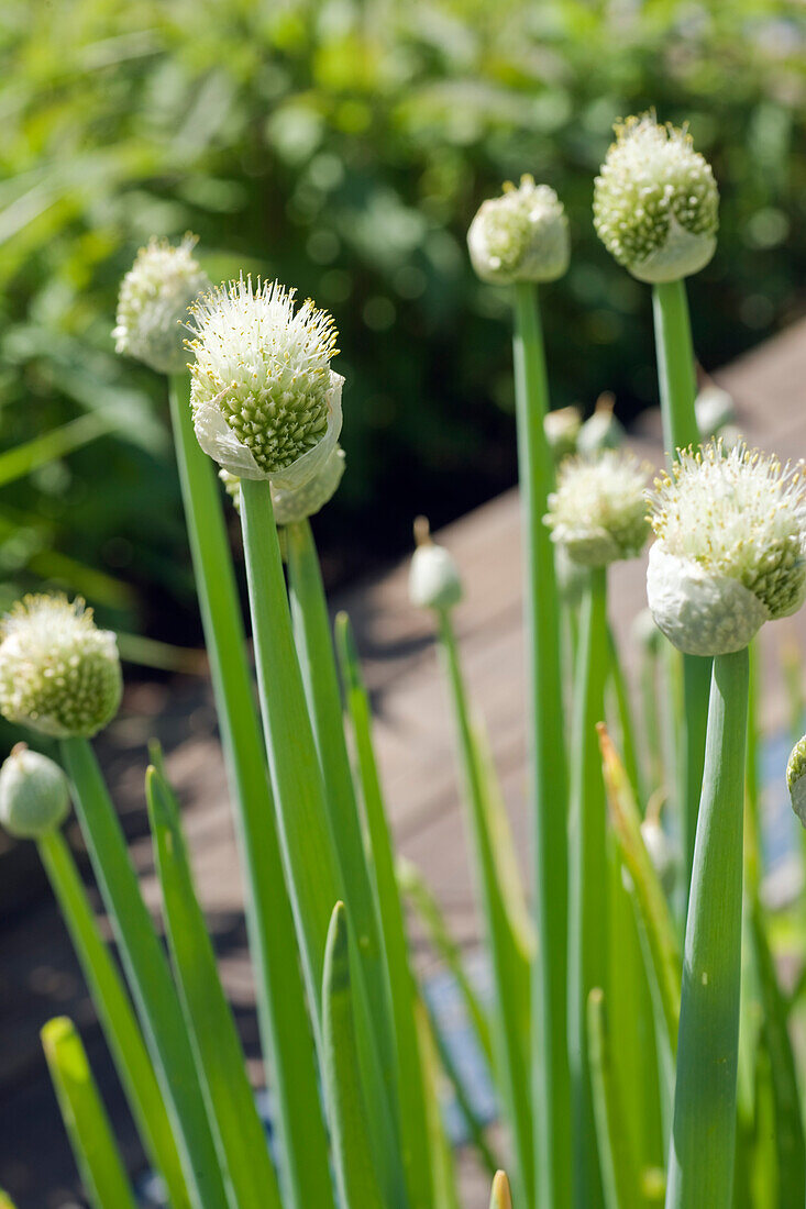 Allium fistulosum