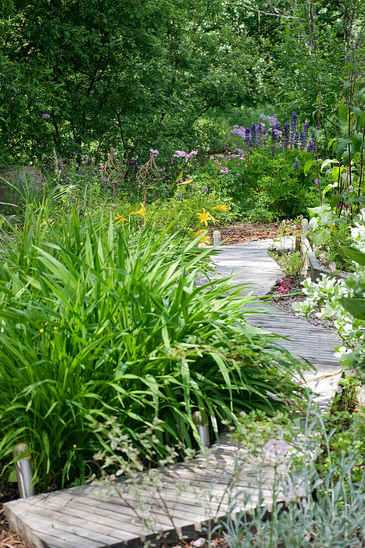 Wooden garden path meanders through a garden in the summer