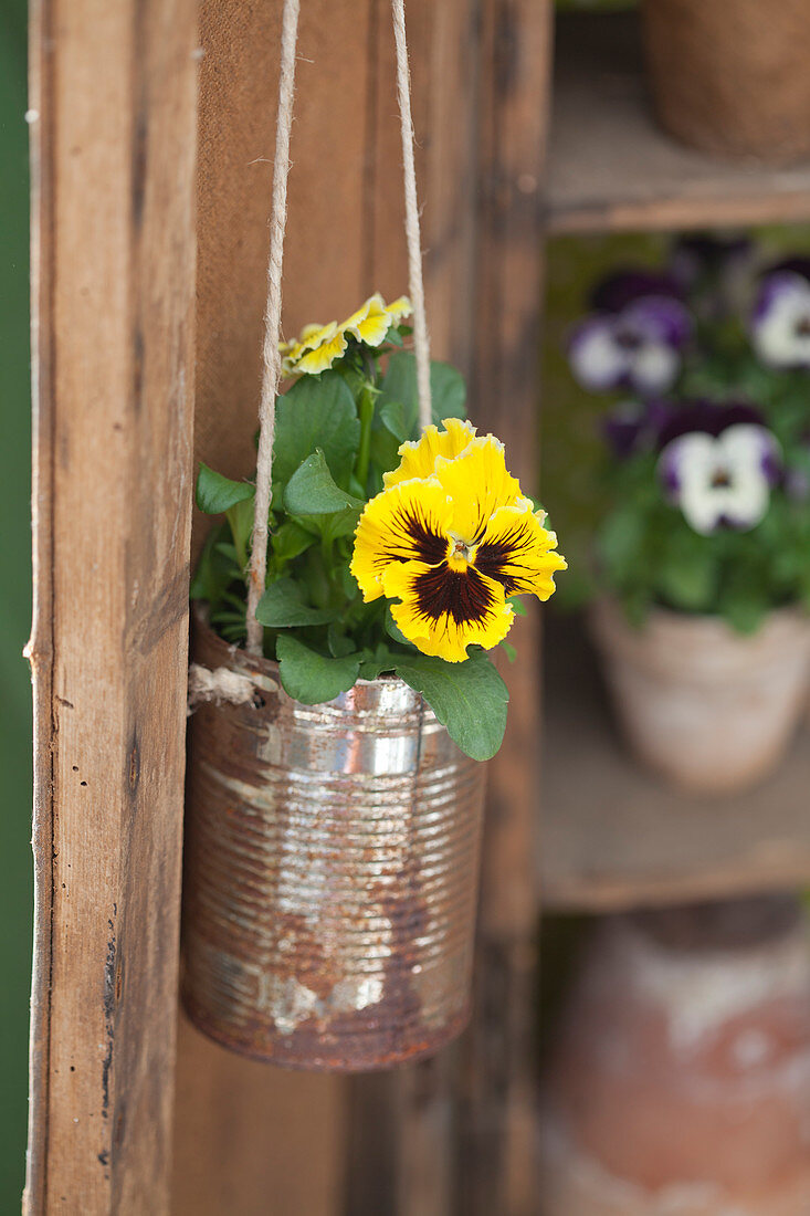 Yellow viola planted in suspended tin can