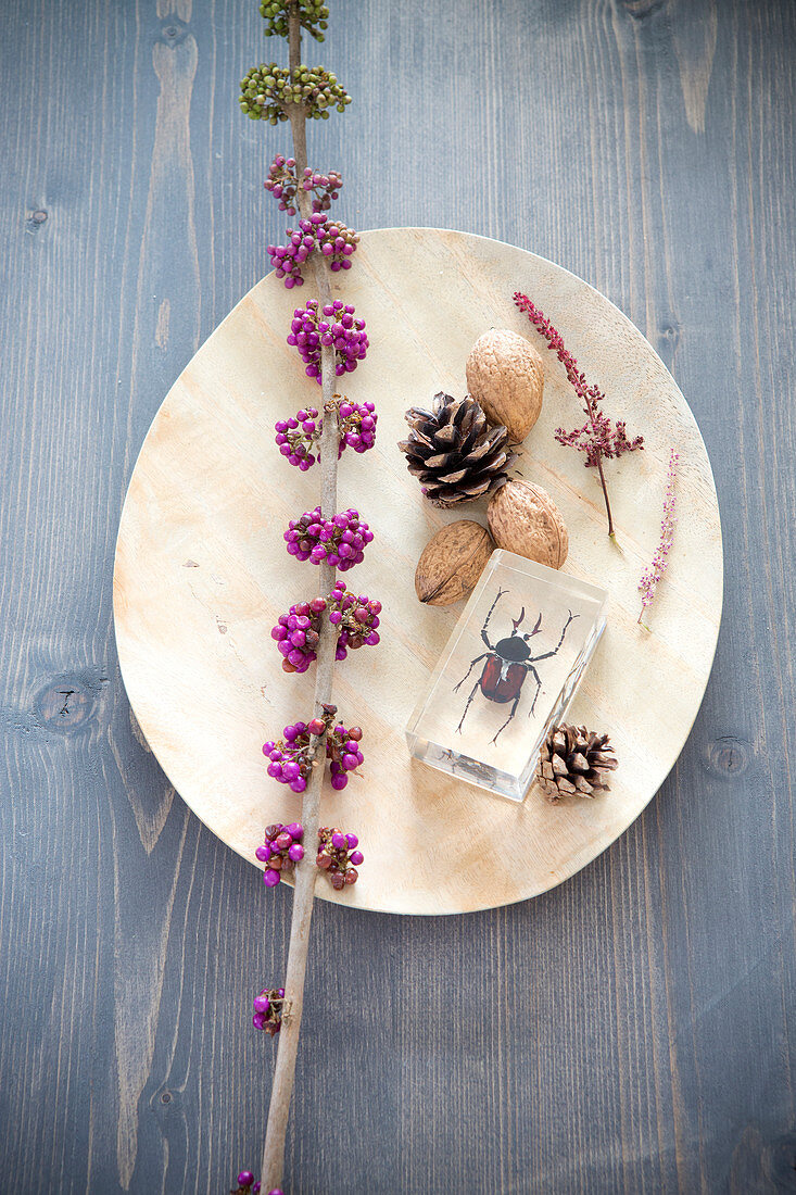 Callicarpa branch, pine cones, and nuts on a wooden plate