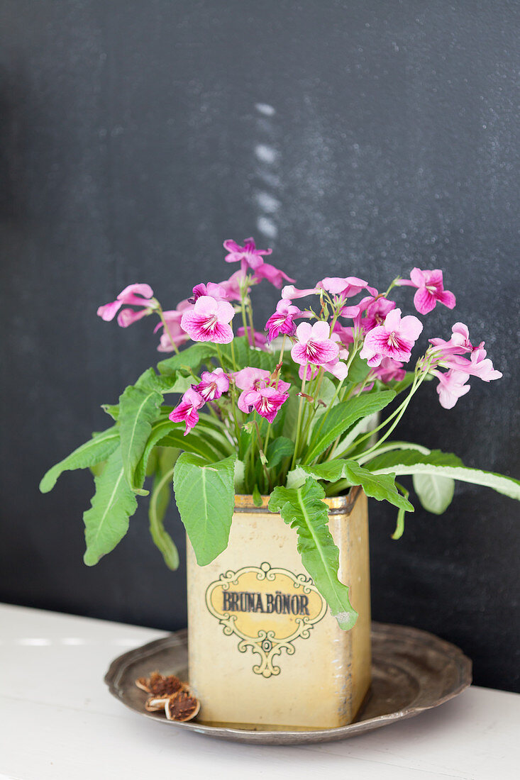 Streptocarpus planted in old tin