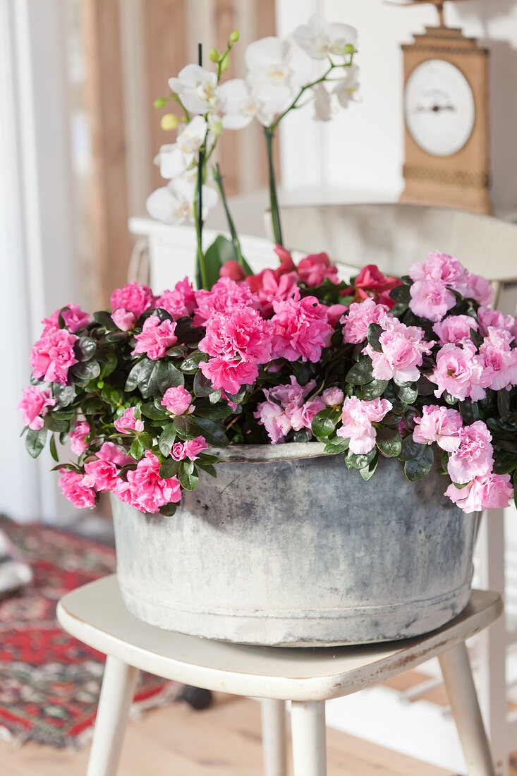 Begonias and azaleas with deep pink and pale pink flowers in zinc tub