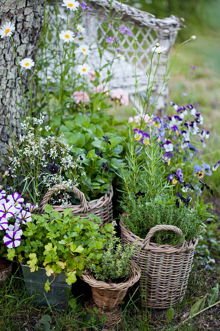 Herbs and flowering plants planted in baskets in garden