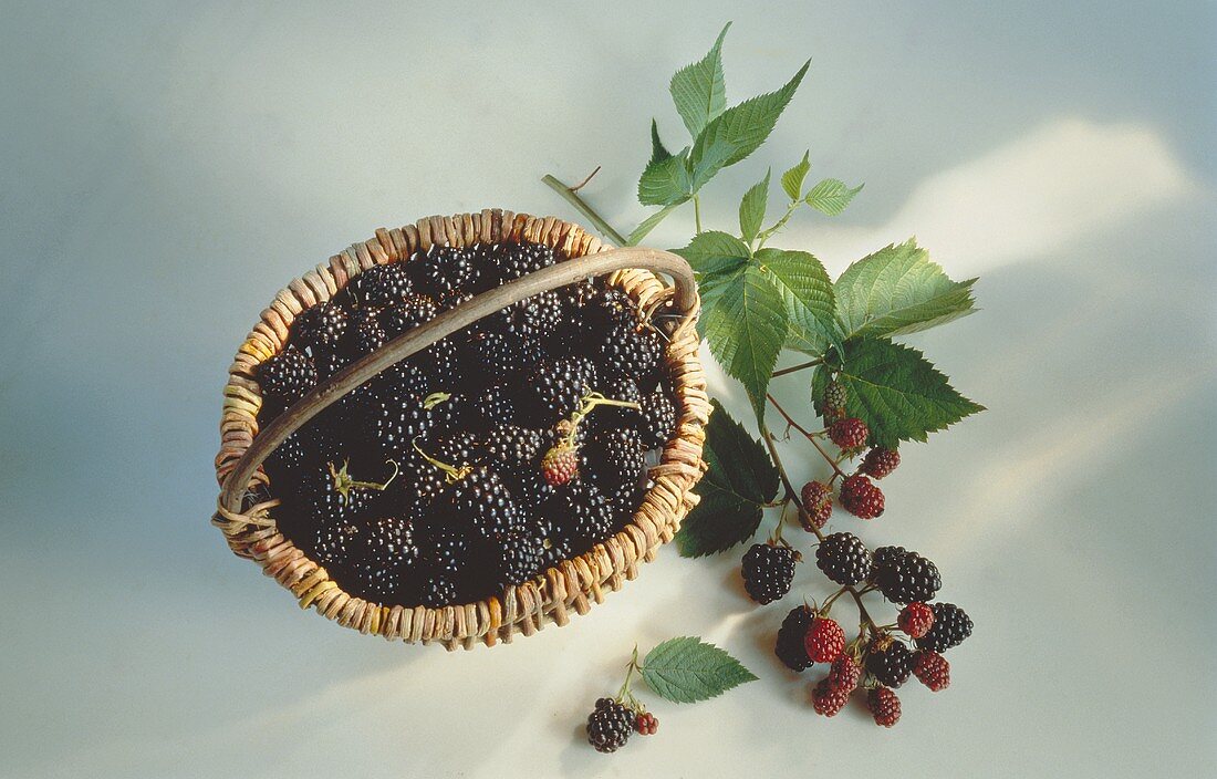 Fresh Blackberries in a Basket