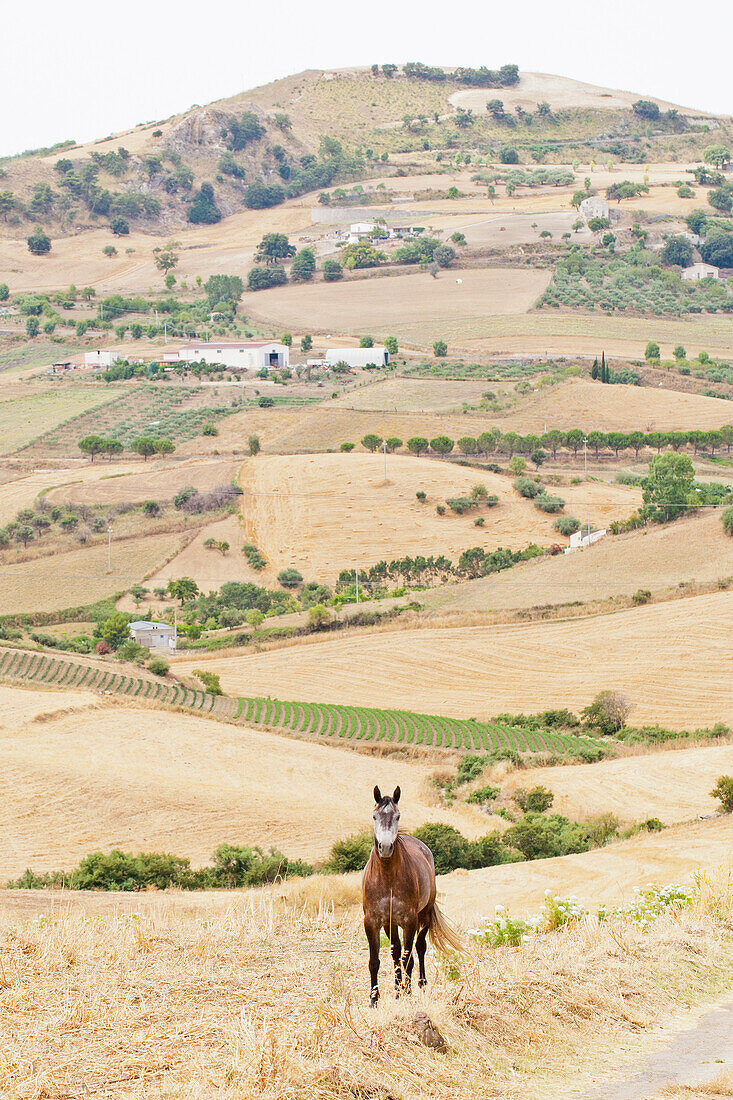 Landscape with horses, Madonia region, Sicily, Italy