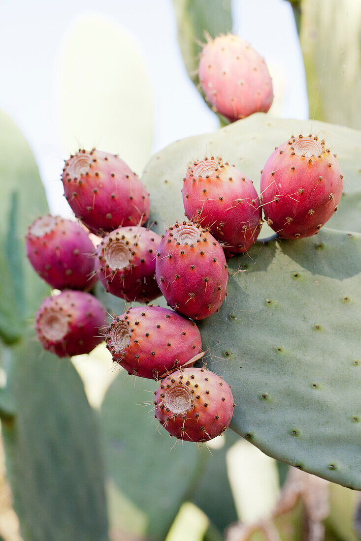 Prickly pears on the plant