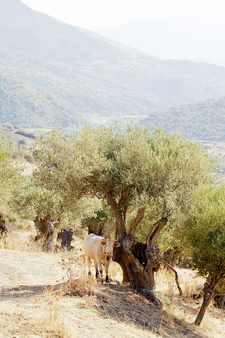 Eine Kuh am Olivenbaum