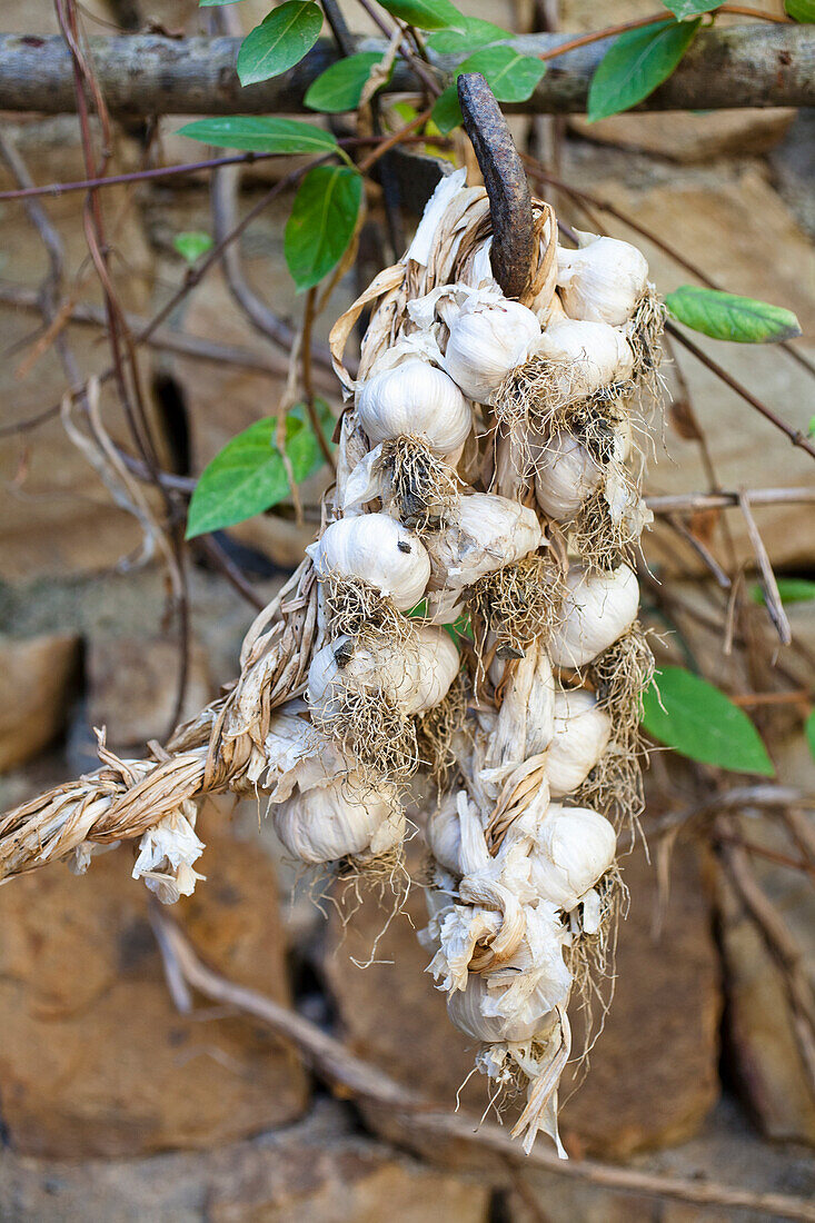 Garlic braid on a branch