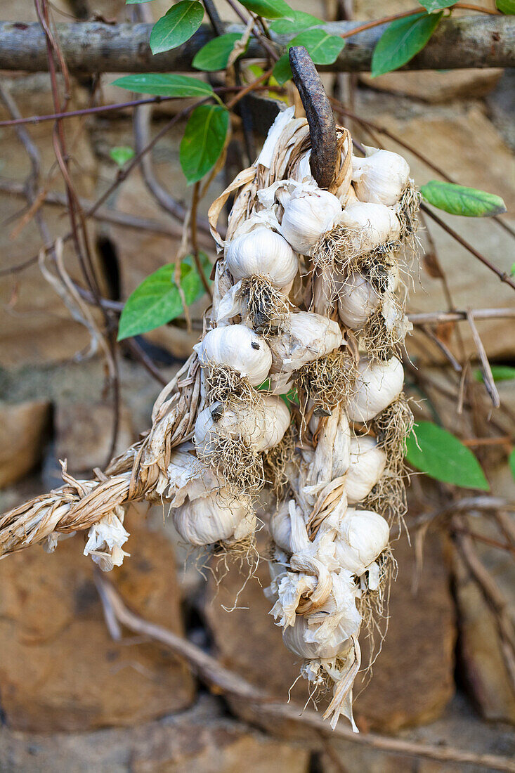 Knoblauchzopf am Ast