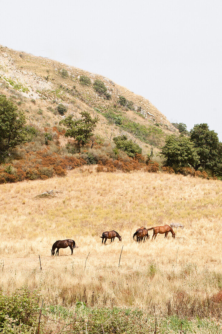 Landschaft mit Pferden, Region Madonia, Sizilien, Italien