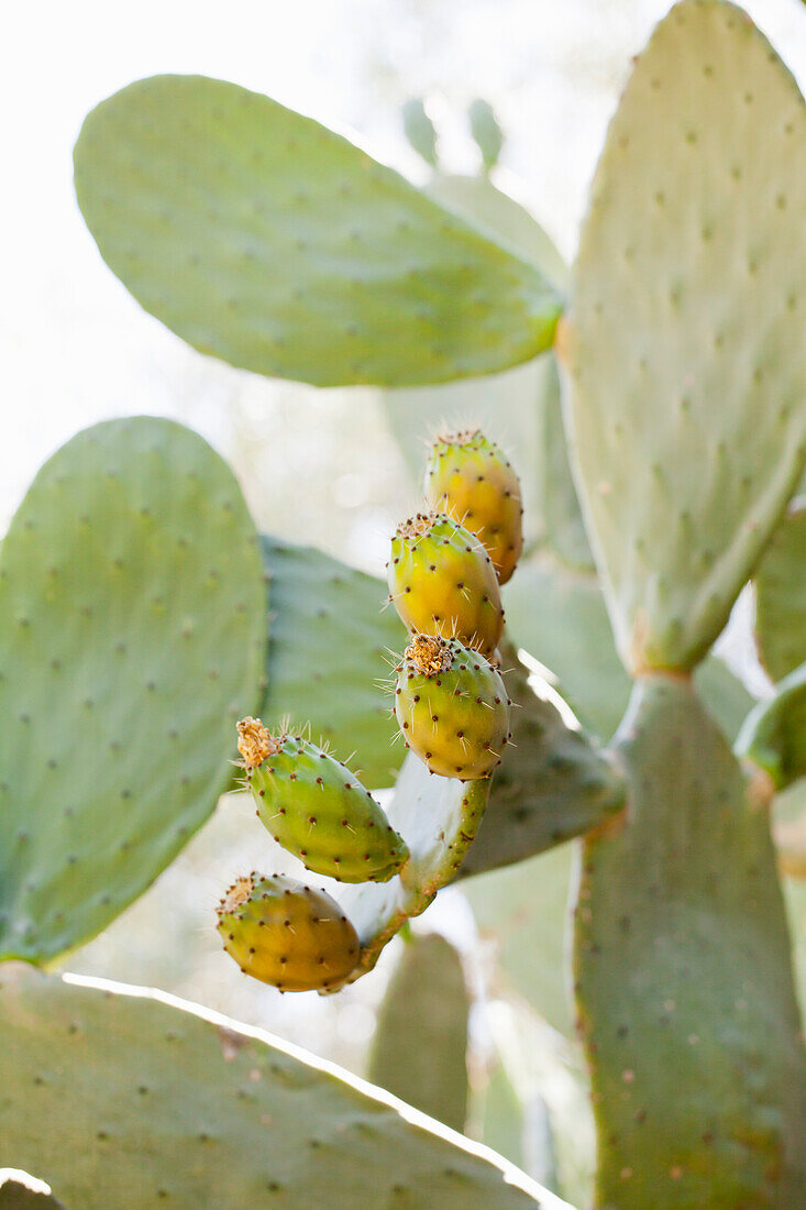 Kaktusfeige