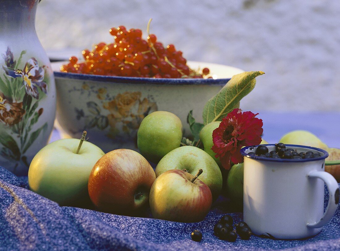 Stillleben mit Äpfeln, roten & schwarzen Johannisbeeren