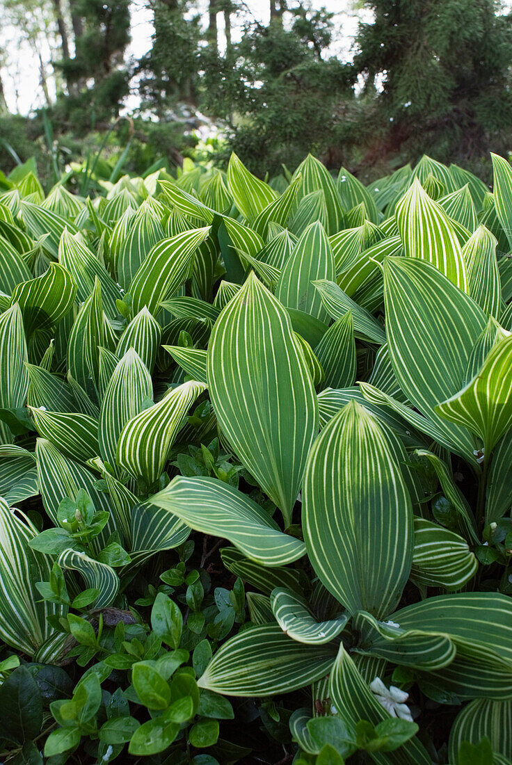 Lily of the valley, Convallaria majalis 'Albostriata'