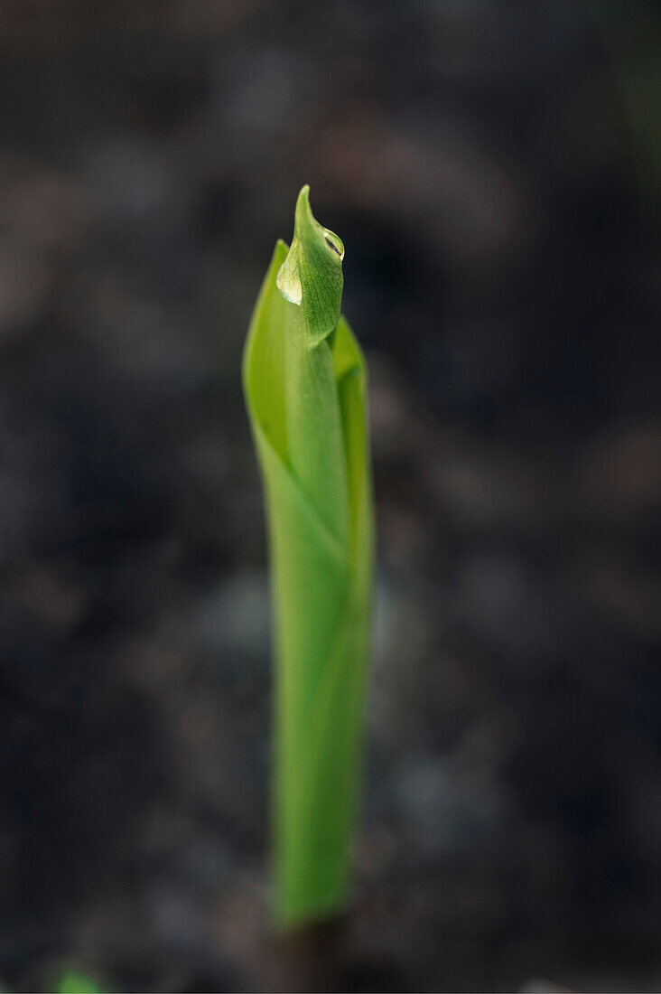 Lily of the valley, Convallaria majalis