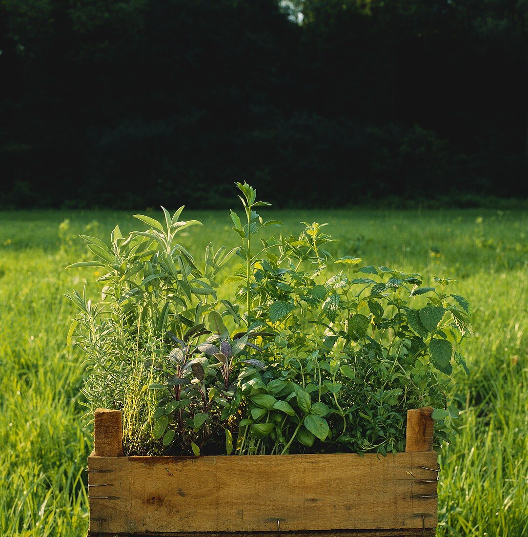 Eine Steige mit frischen Kräutern im Gras