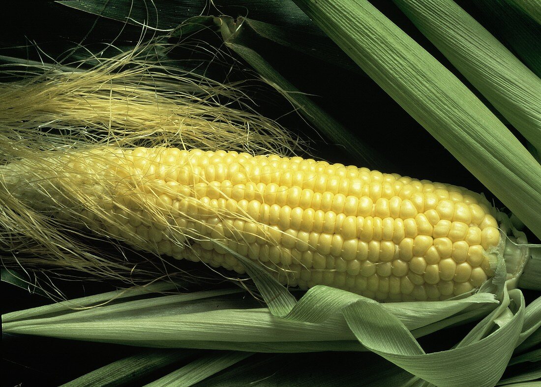 Fresh Corn on the Cob; Husks