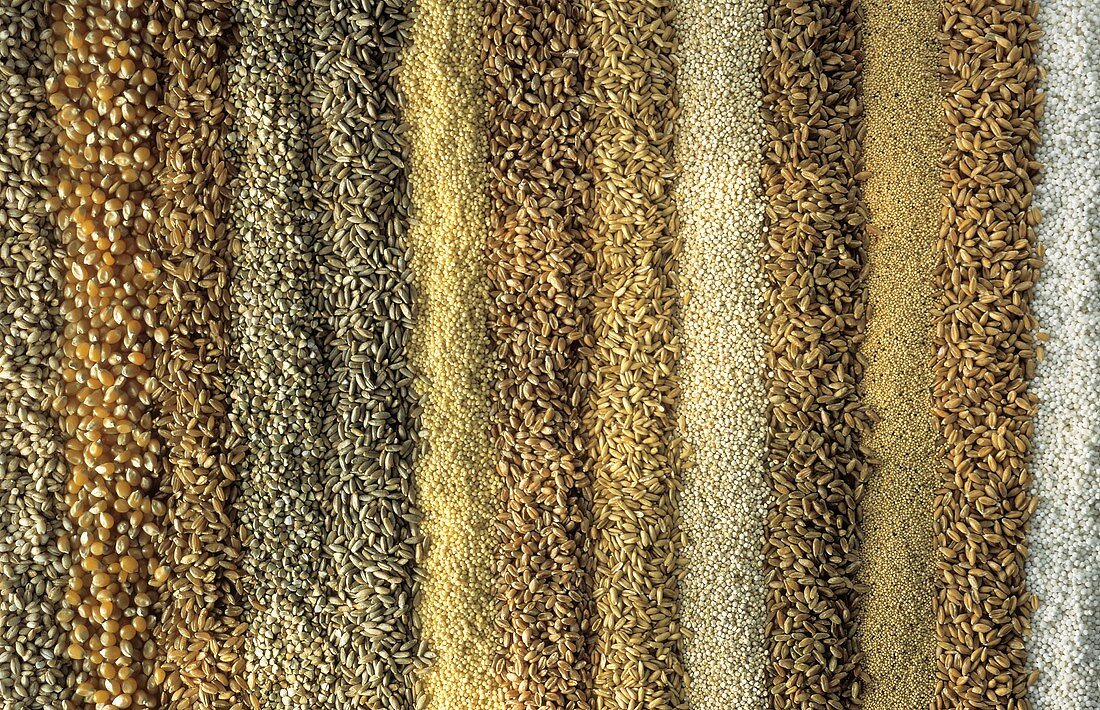 Several Rows of Assorted Grains